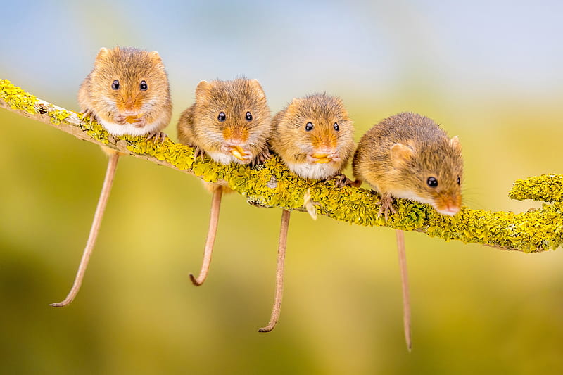 Mice, cute, tiny, little, green, mouse, rodent, animal, soricel, HD wallpaper