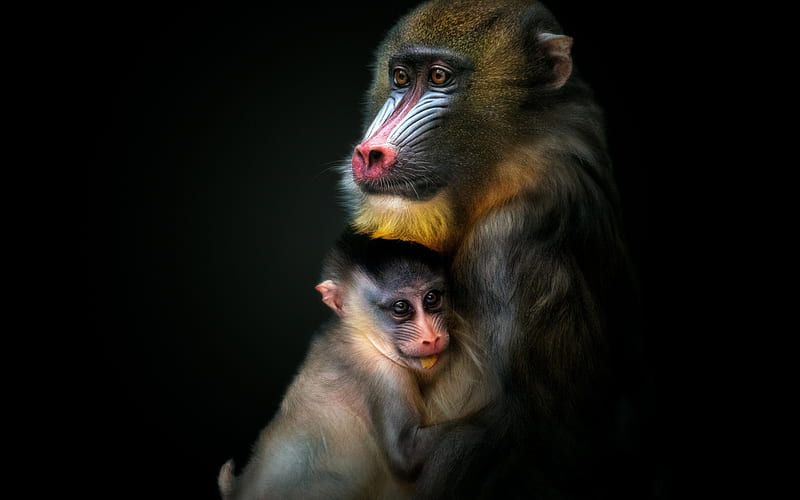Monkeys, monkey, primate, black, yellow, mother, pink, baby, animal, HD wallpaper