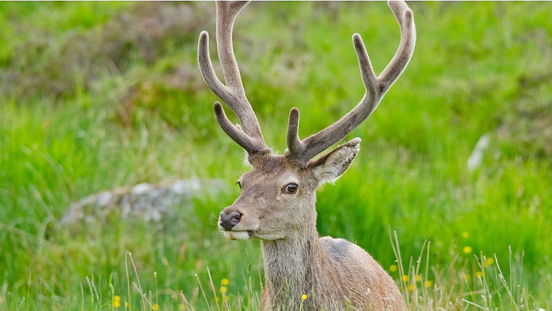 Deer Antlers, HD wallpaper