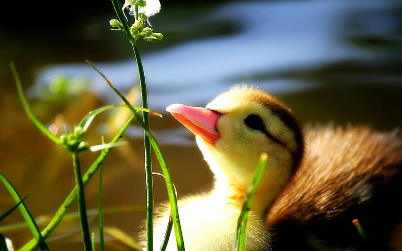 CUTE DUCKLING, cute, duck, duckling, bird, HD wallpaper