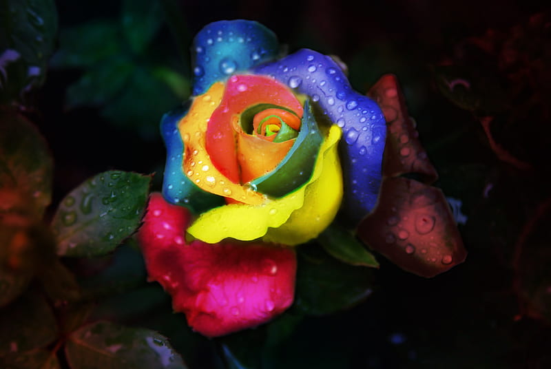 Dream Rose, colorful, rainbow, rainbow rose, rose, HD wallpaper | Peakpx