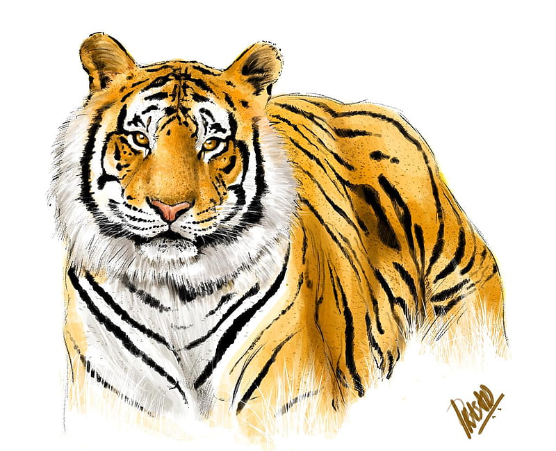 HD royal bengal tiger wallpapers | Peakpx