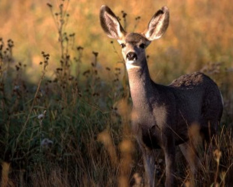 Mule Doe, fawn, doe, white tail deer, mule deer, buck, wildlife, nature, HD wallpaper