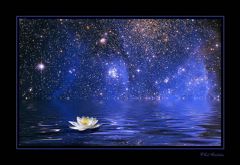 Starlit lily, pond, stars, water, lily, starlight, blue, night, HD wallpaper