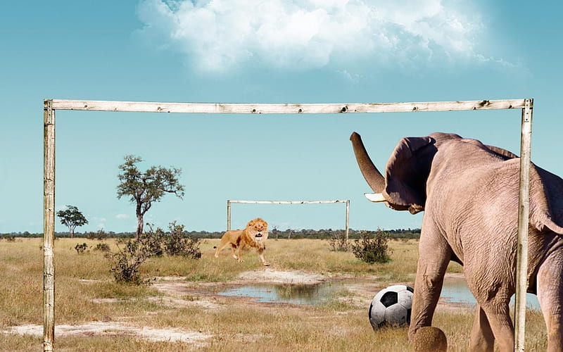 Confrontation, ball, fantasy, football match, elephant, funny, lion, animal, situation, HD wallpaper
