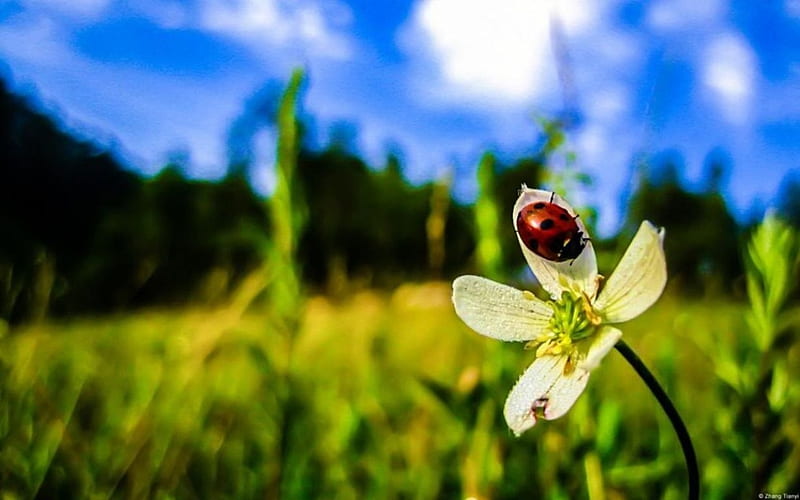 Coccinella, grass, bugs, spring, abstract, ladybug, graphy, macro, close-up, summer, flower, nature, field, animals, meadow, HD wallpaper