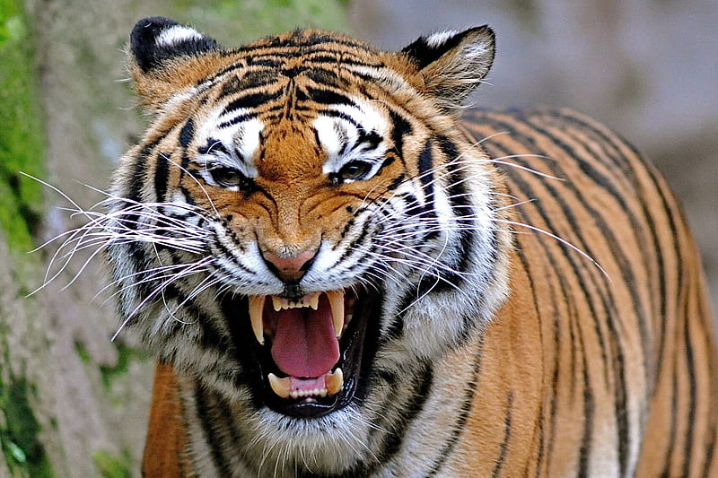 angry tiger eyes drawing