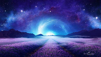 Lavender Field at Starry Night, HD wallpaper