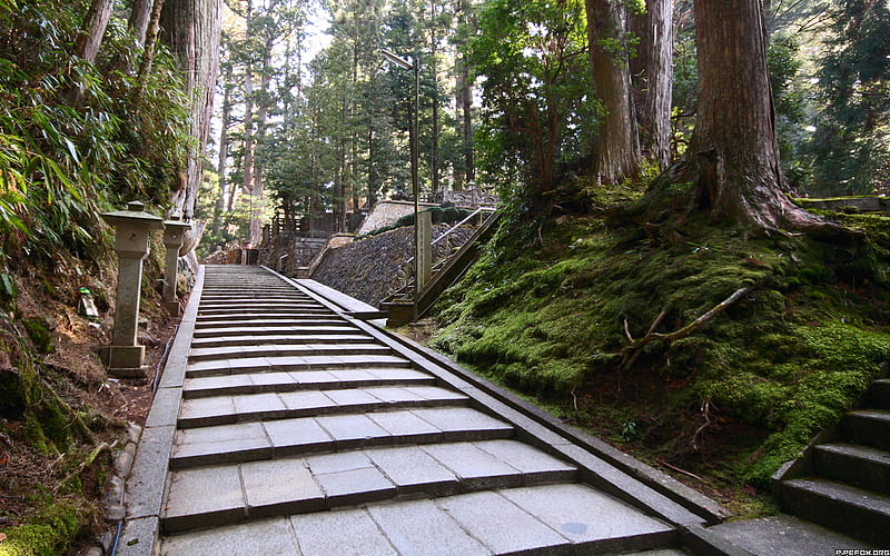 paved forest, graphy, green, path, nature, trees, HD wallpaper