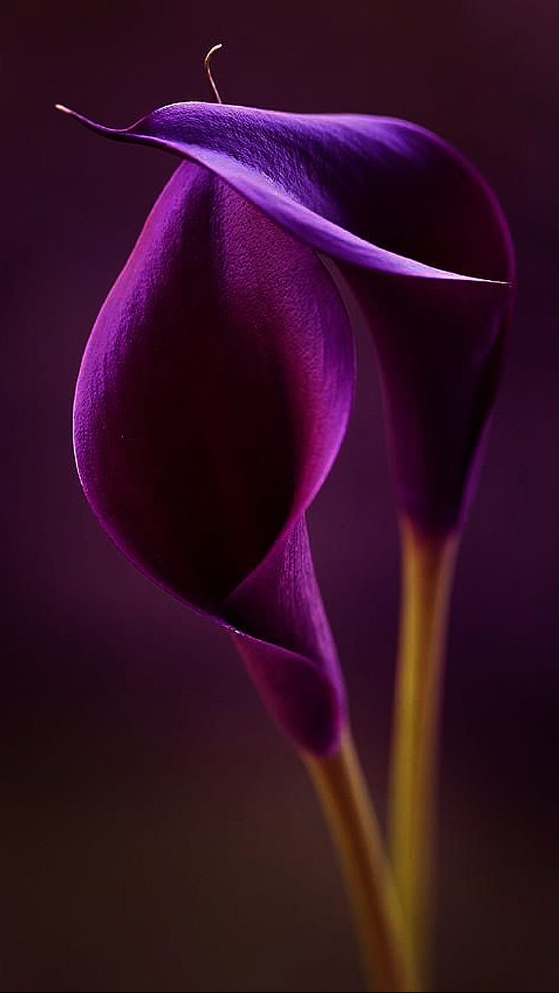 Purple callas, calla, flower, purple, HD phone wallpaper