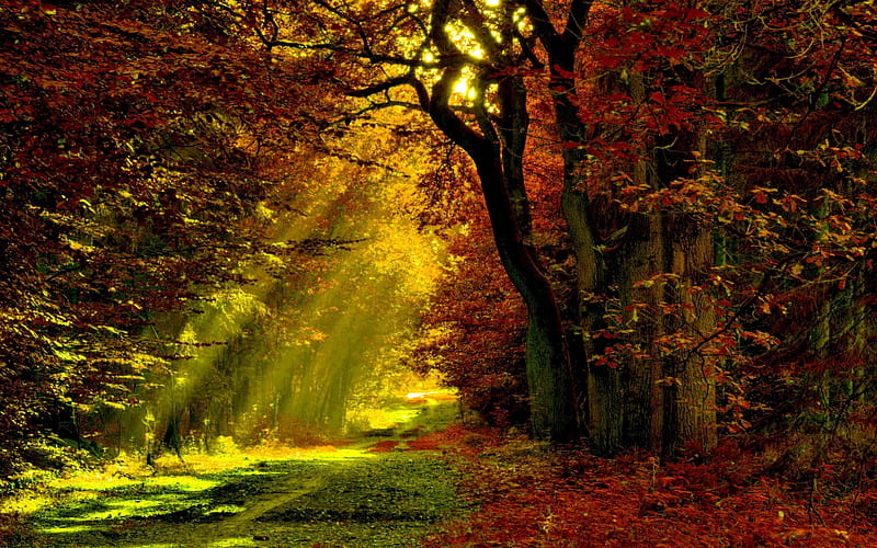 LIGHTED TRAIL, forest, Trees, trail, Rays, Nature, light, HD wallpaper
