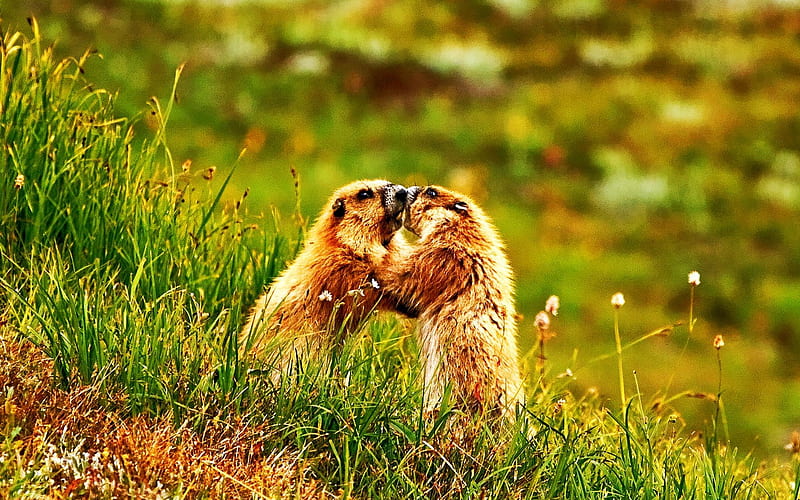 marmot push Olympic National Park-Animal World, HD wallpaper