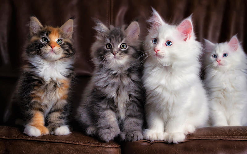 Maine Coon, kittens, family, fluffy cat, cute animals, ginger Maine Coon, pets, cats, domestic cats, Maine Coon Cat, HD wallpaper