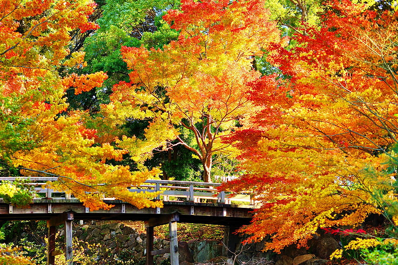 Autumn park, pretty, forest, colorful, fall, autumn, bonito, park ...