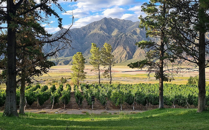 Vineyard in Argentina, vineyard, Cordillera, mountains, Argentina, trees, HD wallpaper