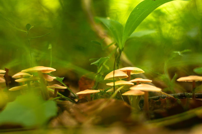 mushrooms, grass, macro, plants, HD wallpaper