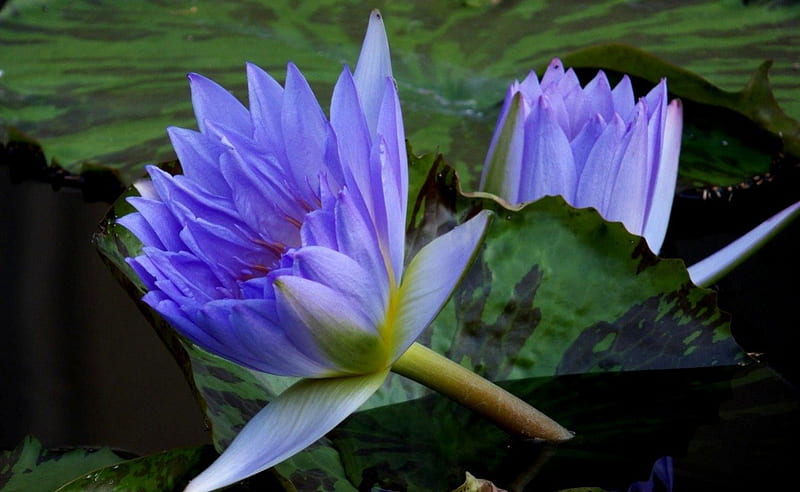 Blue water lillies, flowers, water, lillies, blue, HD wallpaper