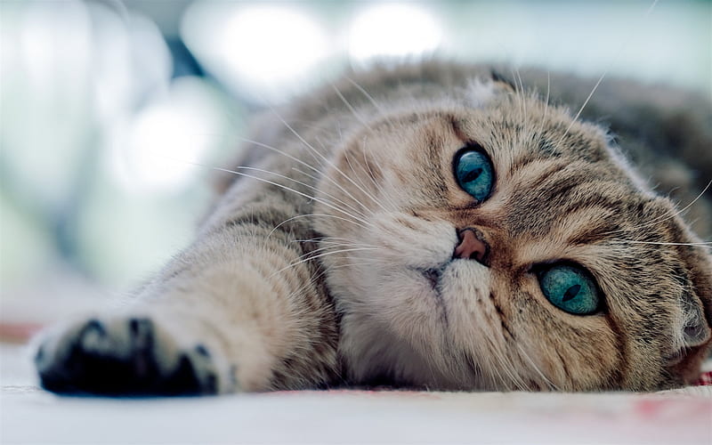 beautiful cat with blue eyes, Exotic Shorthair cat, beautiful eyes, pets, cats, HD wallpaper