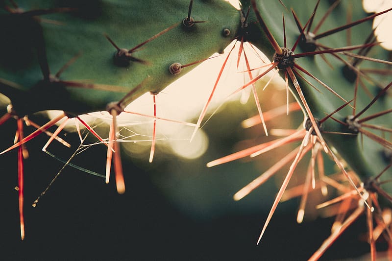 Needles, blur, light, macro, HD wallpaper | Peakpx