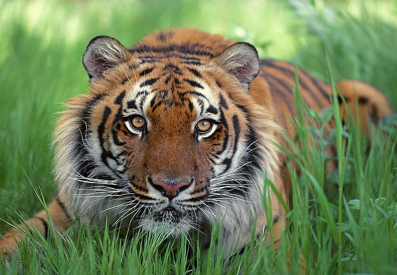 Tiger, cool, jungle, hot, cat, animals, HD wallpaper | Peakpx
