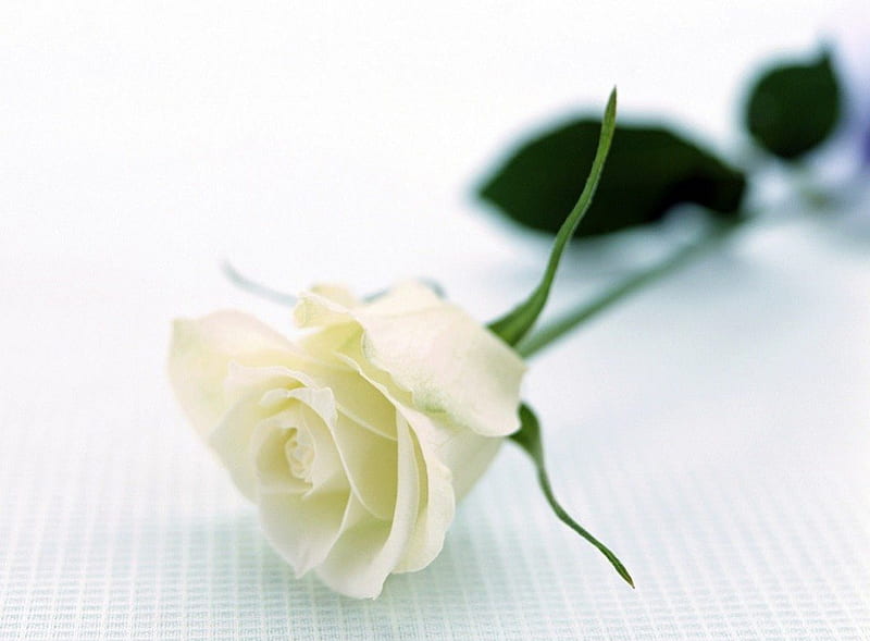 White Rose., nice, a, very, of, HD wallpaper