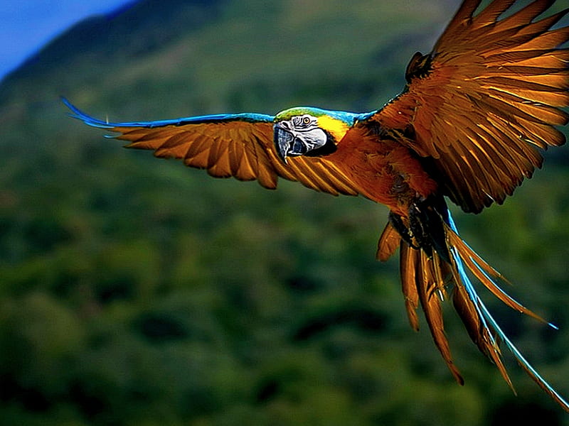 colorful macaw, wings, colors, birds, parrot, macaw, fly, bird, nature, animals, HD wallpaper