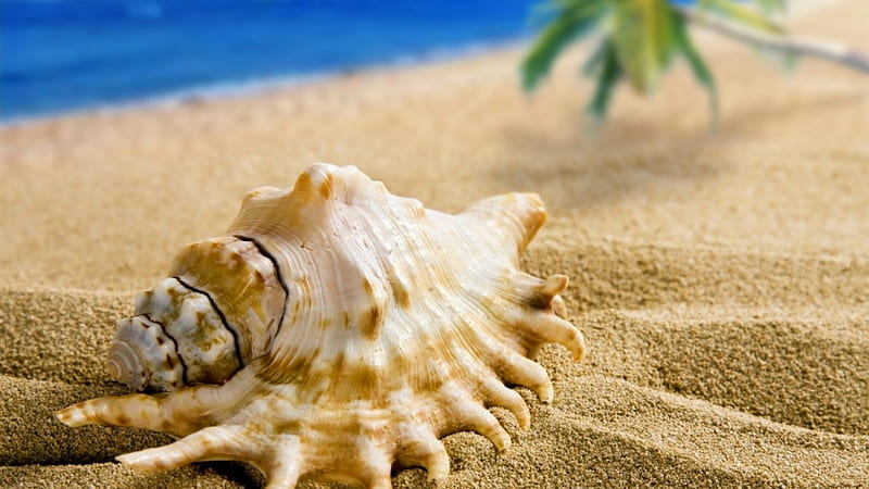scallop, waves, sea, beach, turquoise, sand, water, footprints, shell, summer, blue, HD wallpaper
