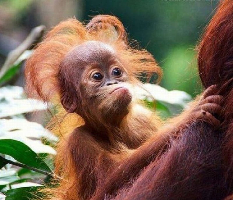 head of hair | Monkeys funny, Cute animal pictures, Baby orangutan