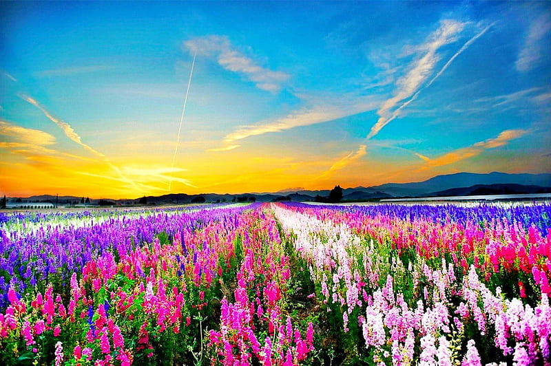 Campo de flores de colores, colorido, resplandor, flores, naturaleza,  puesta de sol, Fondo de pantalla HD | Peakpx