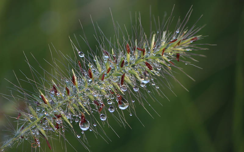 Dewdrops, spiny, morning, close up, 1920x1200, HD wallpaper