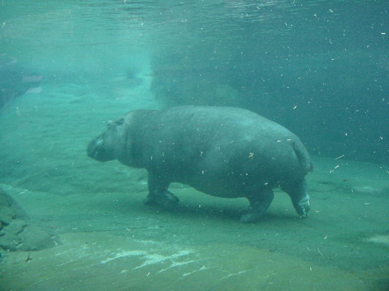 hippo, zoo, underwater, waterpig, HD wallpaper