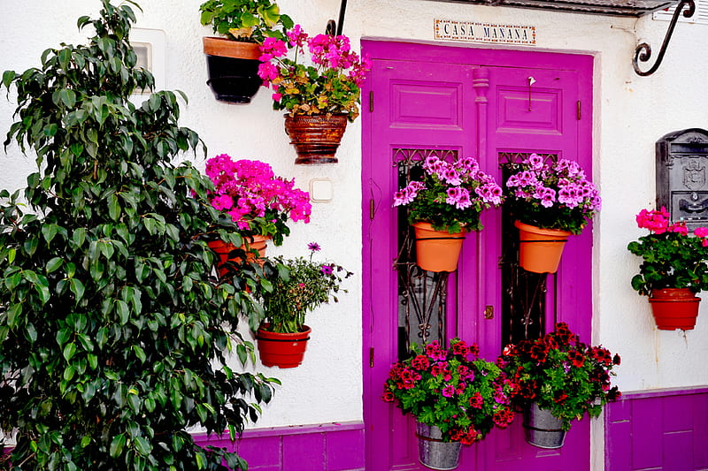 purple door, potflowers, white house, bonito, HD wallpaper