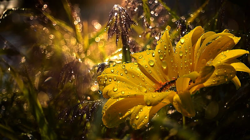 Daisy, rain, Summer, Flower, Dew, HD wallpaper