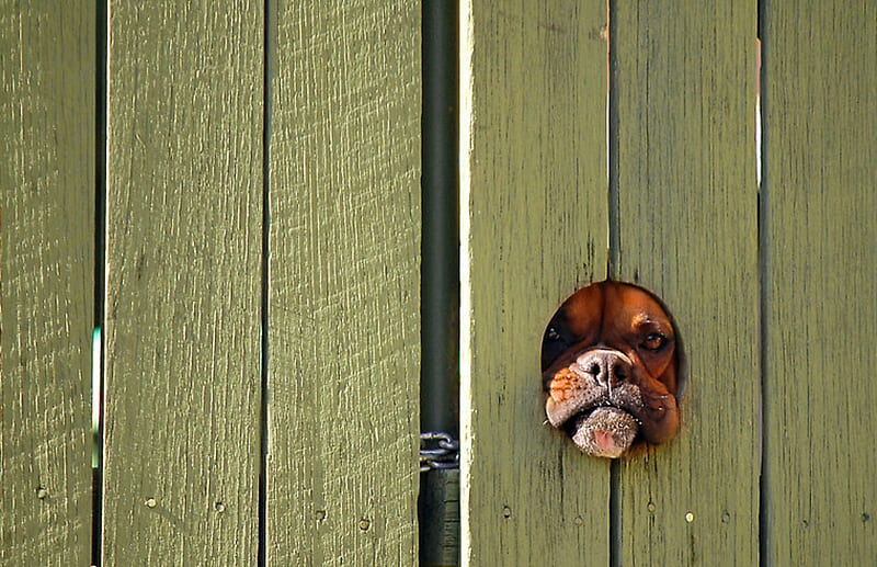 dont make me come out there.., fence, green, guard, fun, dog, HD wallpaper