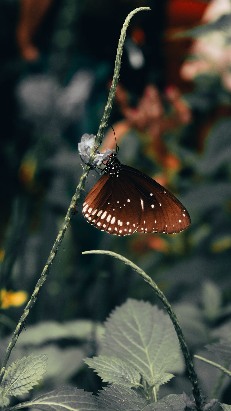 butterfly, wings, pattern, bonito, leaves, HD phone wallpaper