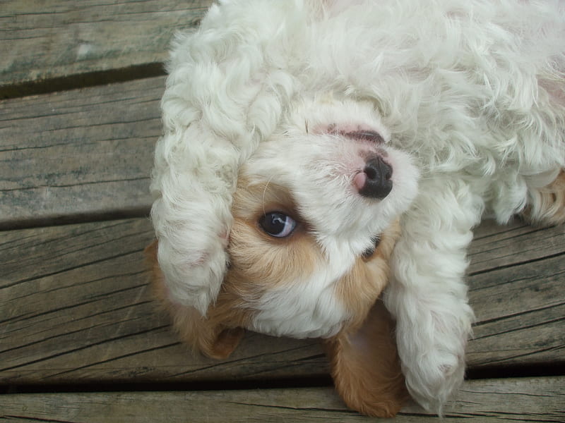 Cute, playful Puppy, fluffy, playful, cute, cavalier, paws, brown and white, lying on back, spaniel, puppy, HD wallpaper