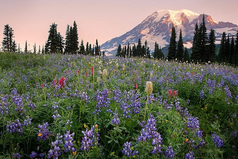Mazama Ridge, Mt. Rainier NP, flowers, trees, usa, landscape, HD wallpaper