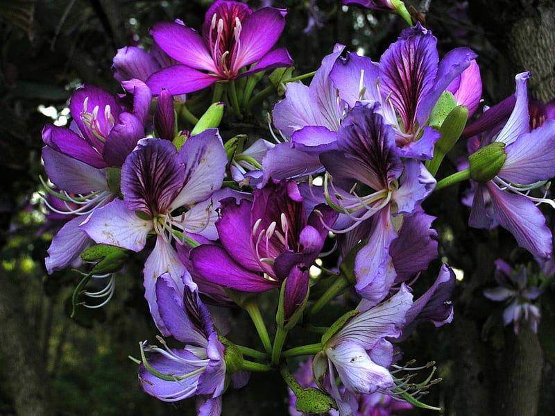 Clematis, flower, petals, purple, HD wallpaper