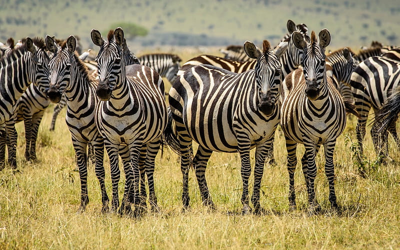 zebra, wildlife, field, Africa, herd of zebras, HD wallpaper