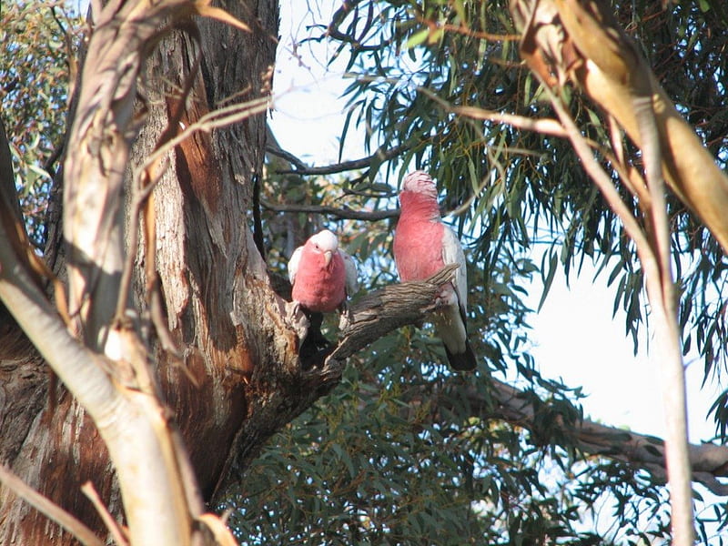 Galahs in gum tree, australia, gum trees, parrots, galahs, HD wallpaper
