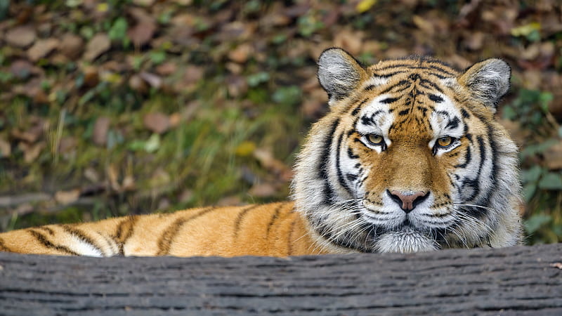tiger, predator, big cat, animal, wood, bark, HD wallpaper