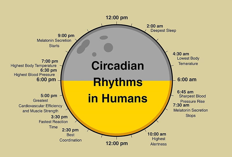 Circadian rhythms in humans, Circadian, Humans, Graph, Rhythms, HD wallpaper