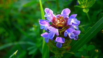 Maravillosa flor morada, bonita, bonito, maravilla, agradable, flor,  increíble, Fondo de pantalla HD | Peakpx