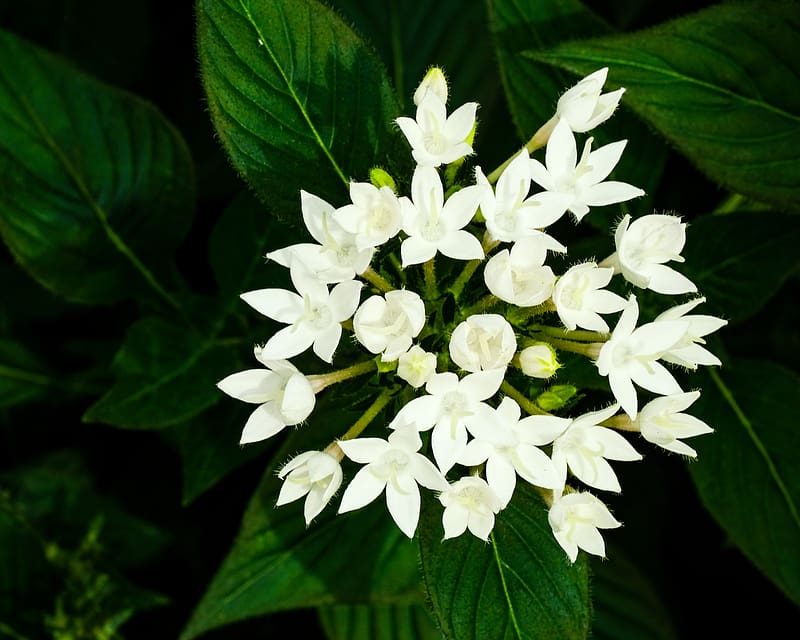pentas lanceolata, flowers, white, petals, leaves, HD wallpaper