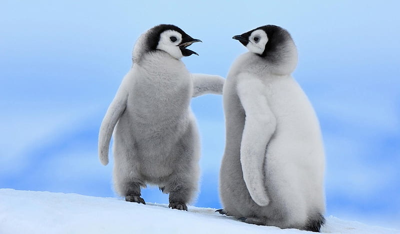Me and My Sister!XD, rofl, penguin, lol, cute, snow, ice, xd, funny, penguins, blue, HD wallpaper