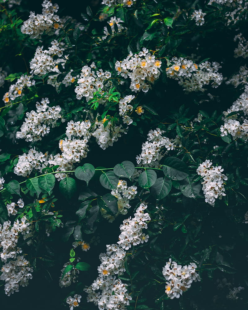 flowers, white, bush, inflorescences, bloom, HD phone wallpaper