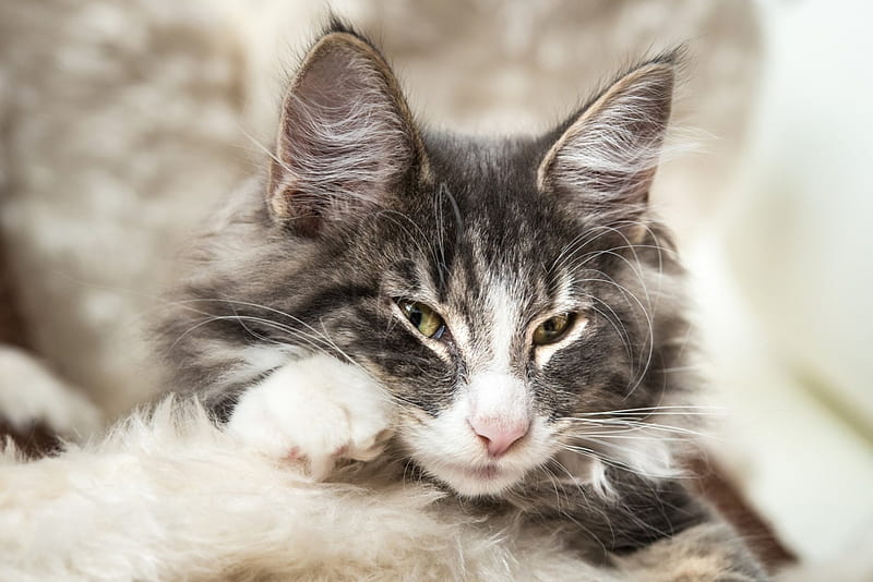 Kitten, cute, gris, white, norwegian forest cat, animal, HD wallpaper