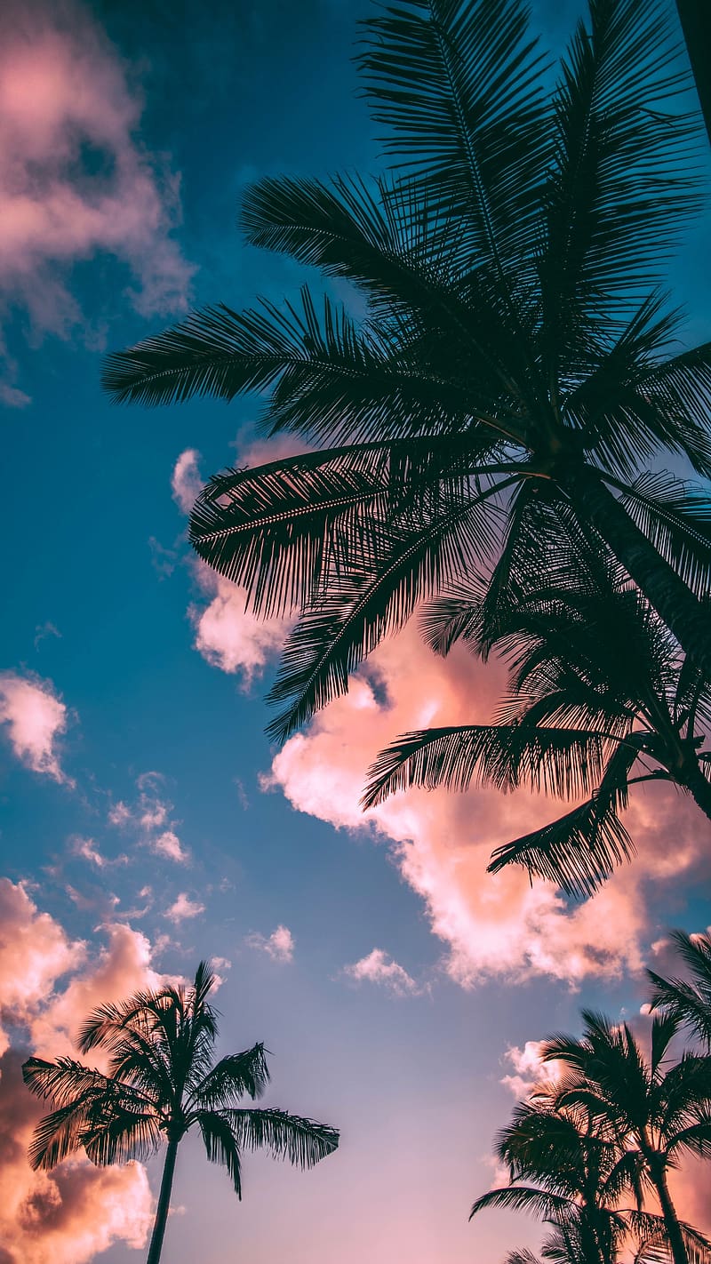 Iphone Lock Screen, Coconut Tree, sky, nature, HD phone wallpaper