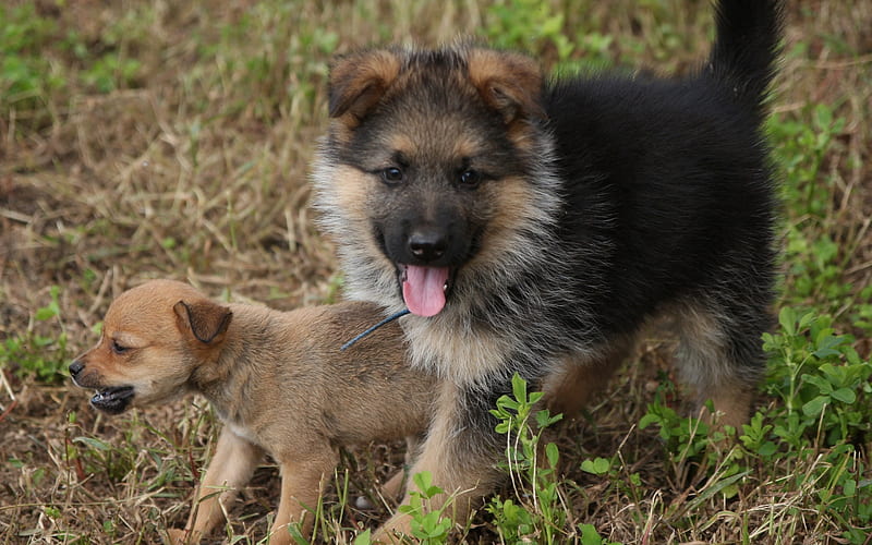 little German shepherd, fluffy puppy, cute dogs, puppies, friends, dogs, HD wallpaper