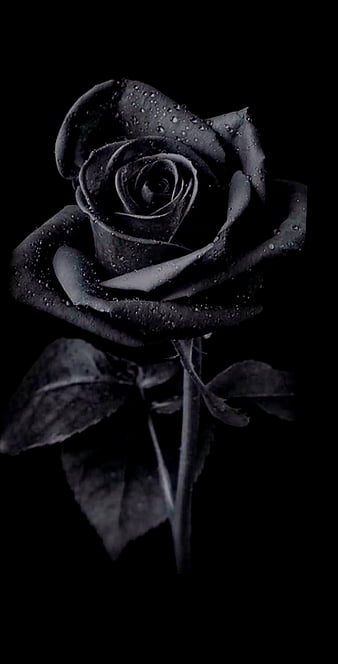 Black rose, black heart, black rose, blue, flowers, purple, roses, sunny kalyan, HD phone wallpaper